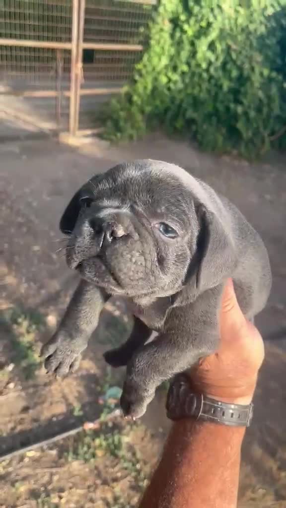 Bulldog Francés perros en venta: Bulldog frances macho - Video 1