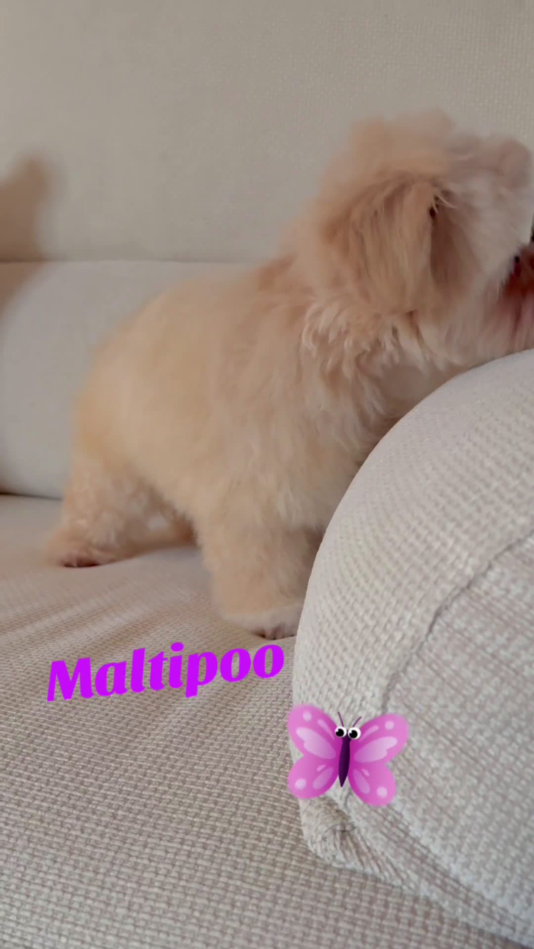 Maltipoo perros en venta: Maltipoo Toy (Tamaño Garantizado) - Video 2
