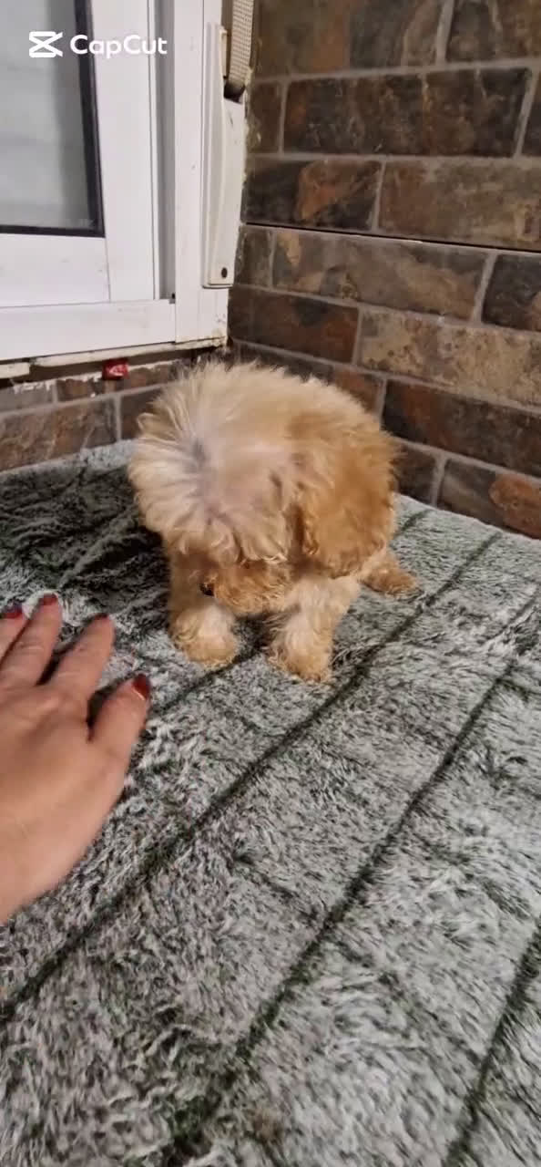 Caniche Toy perros en venta: HEMBRA MINI/TOY - Video 1