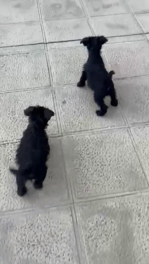 Schnauzer Miniatura perros en venta: Schnuzer mini - Video 3