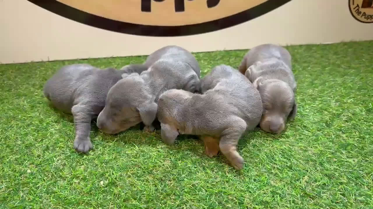 Teckel Miniatura perros en venta: Teckel miniatura - Video 1