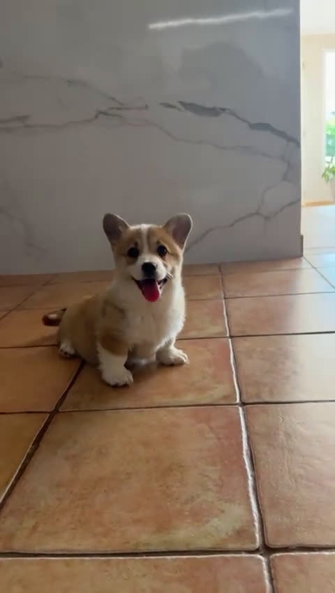Welsh Corgi Pembroke perros en venta: Cachorros Corgi Pembroke con vacuna barcelona - Video 1