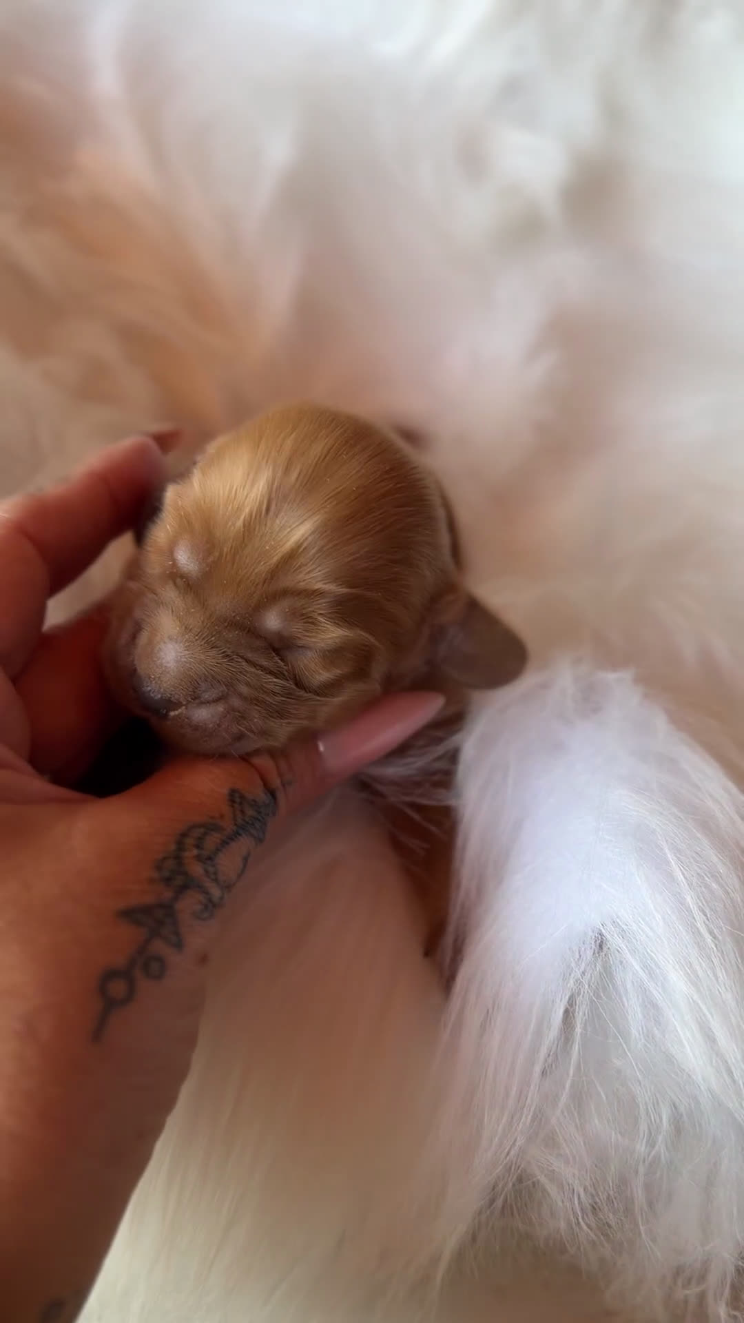 Cocker Spaniel Inglés perros en venta: Cocker macho dorsal intenso  - Video 1