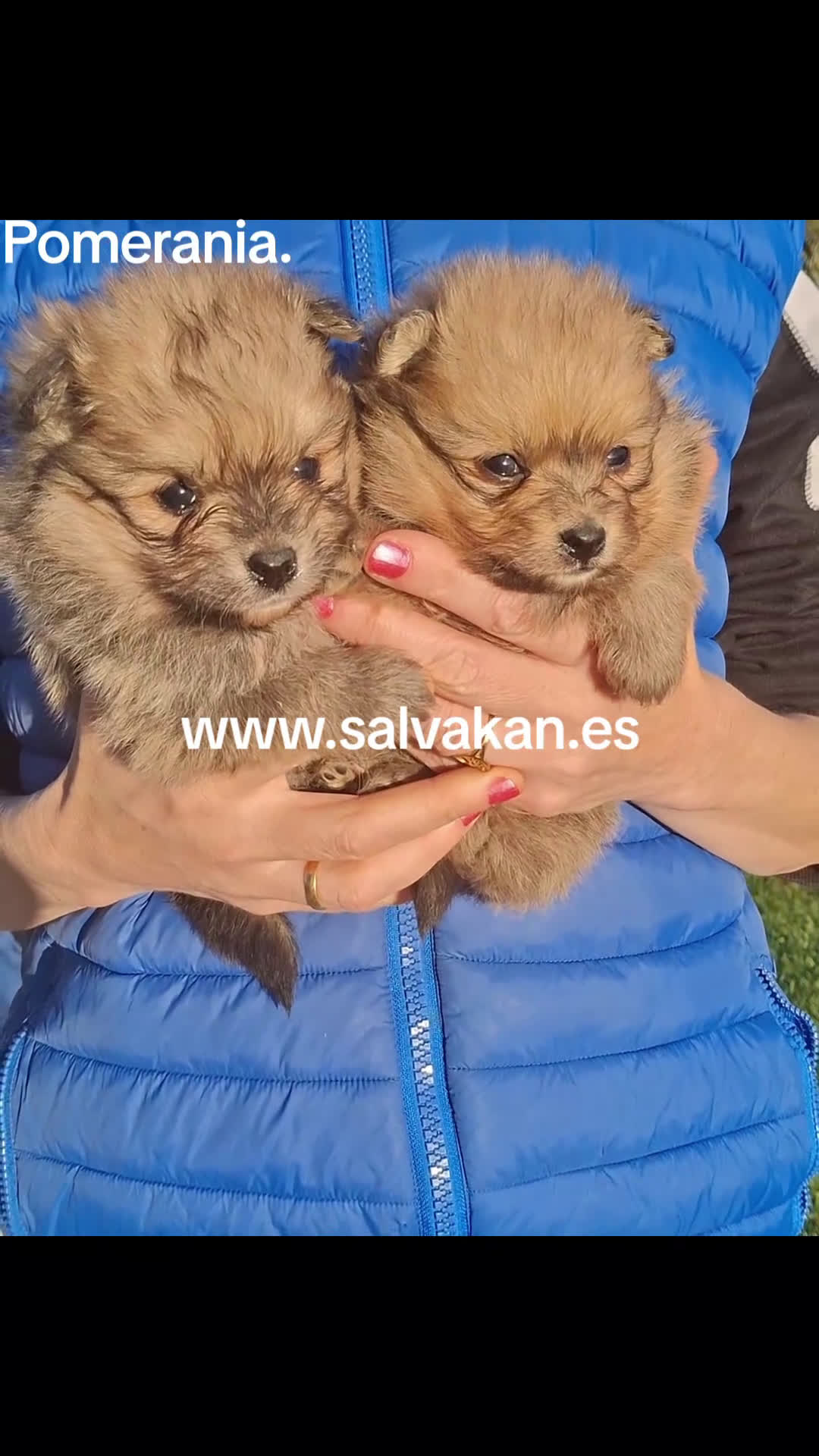 Pomerania perros en venta: Pomerania - Video 1
