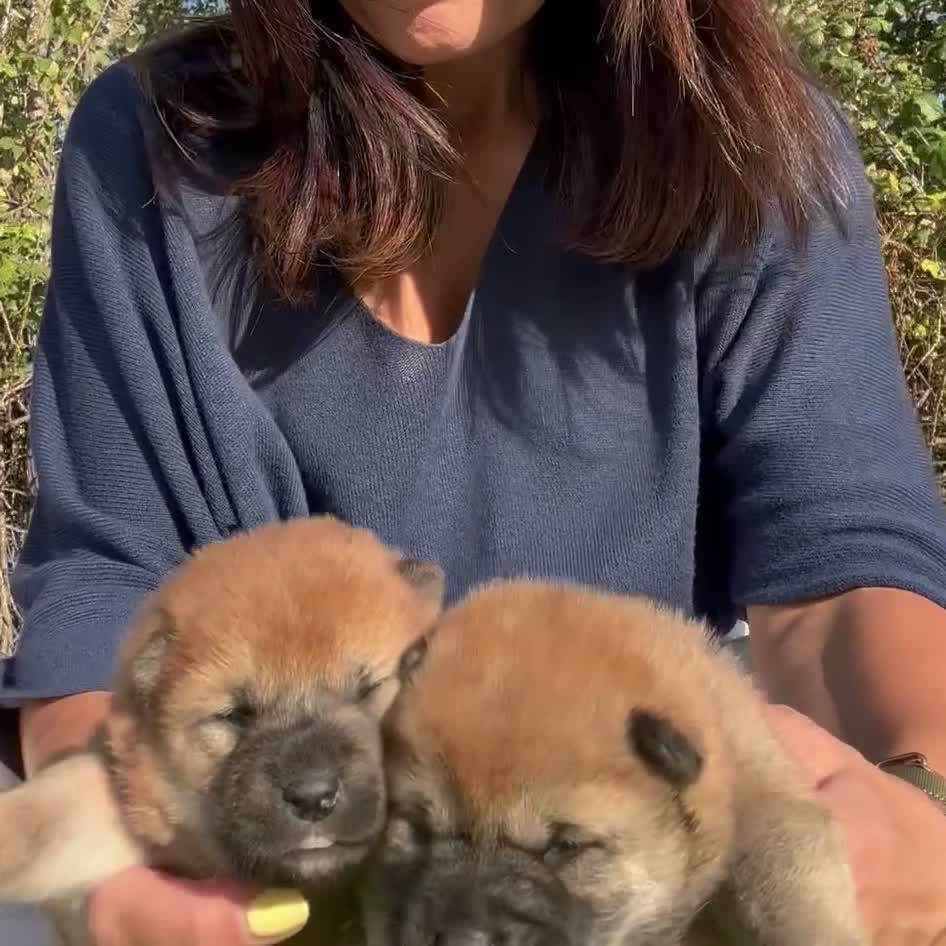 Shiba Inu perros en venta: SHIBA INU - Video 3