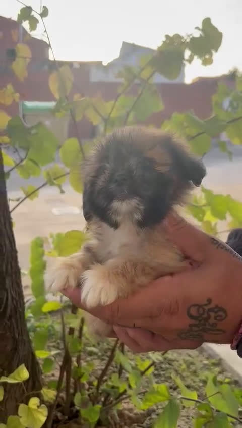 Shih Tzu perros en venta: Shih tzu  - Video 2