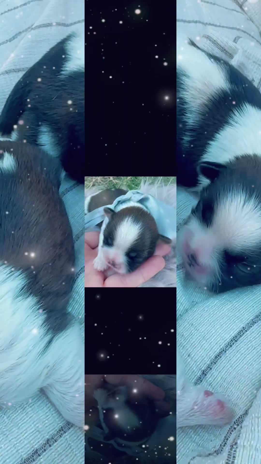 Shih Tzu perros en venta: 🐾 SHIH TZU DISPONIBLE | PELUDETES SALAMANCA 🐾 - Video 2