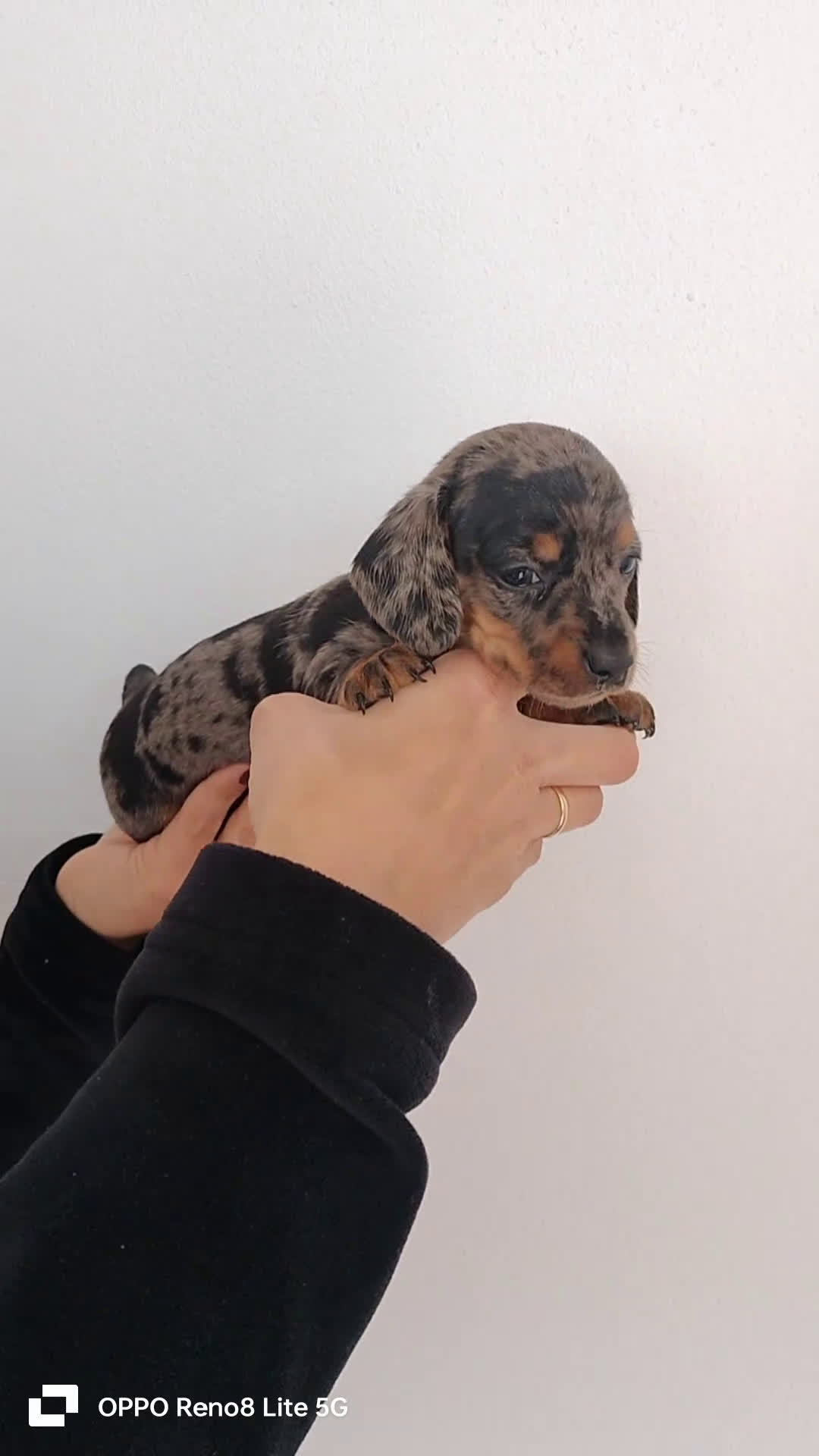 Teckel Miniatura perros en venta: Hembra arlequin plata miniatura  - Video 1