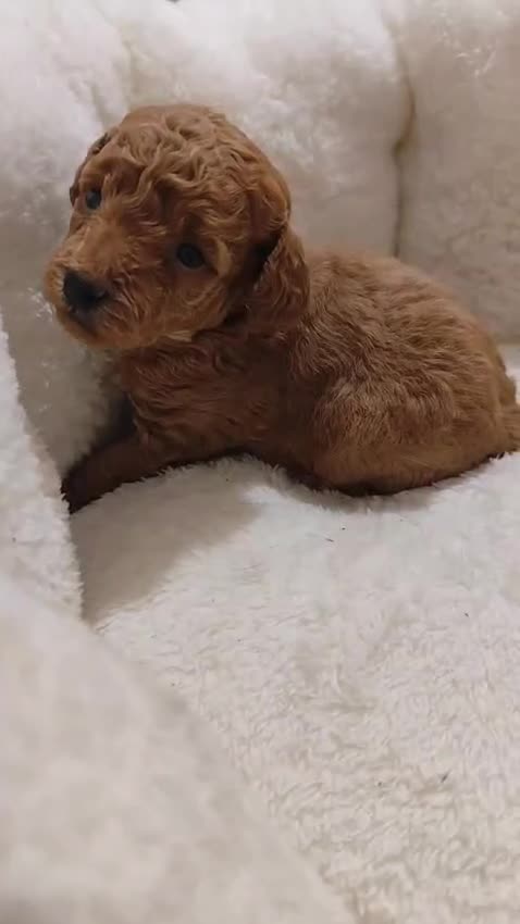 Caniche Toy perros en venta: Caniche toy  - Video 1