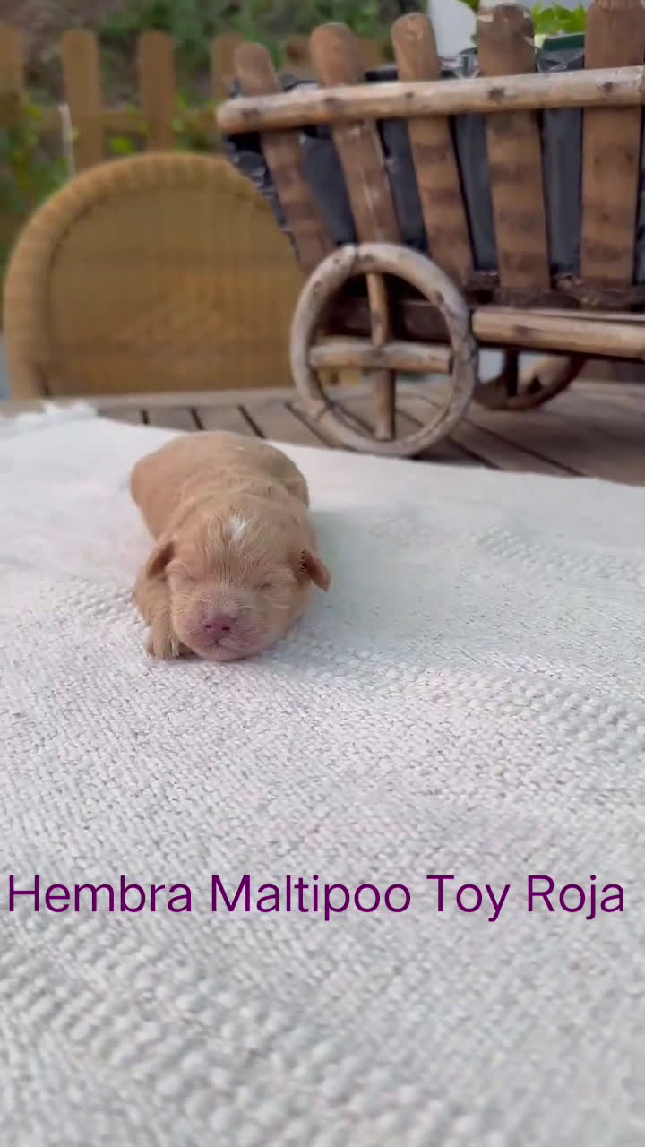 Maltipoo perros en venta: Maltipoo Toy Apricot y crema preciosos bebes  - Video 3