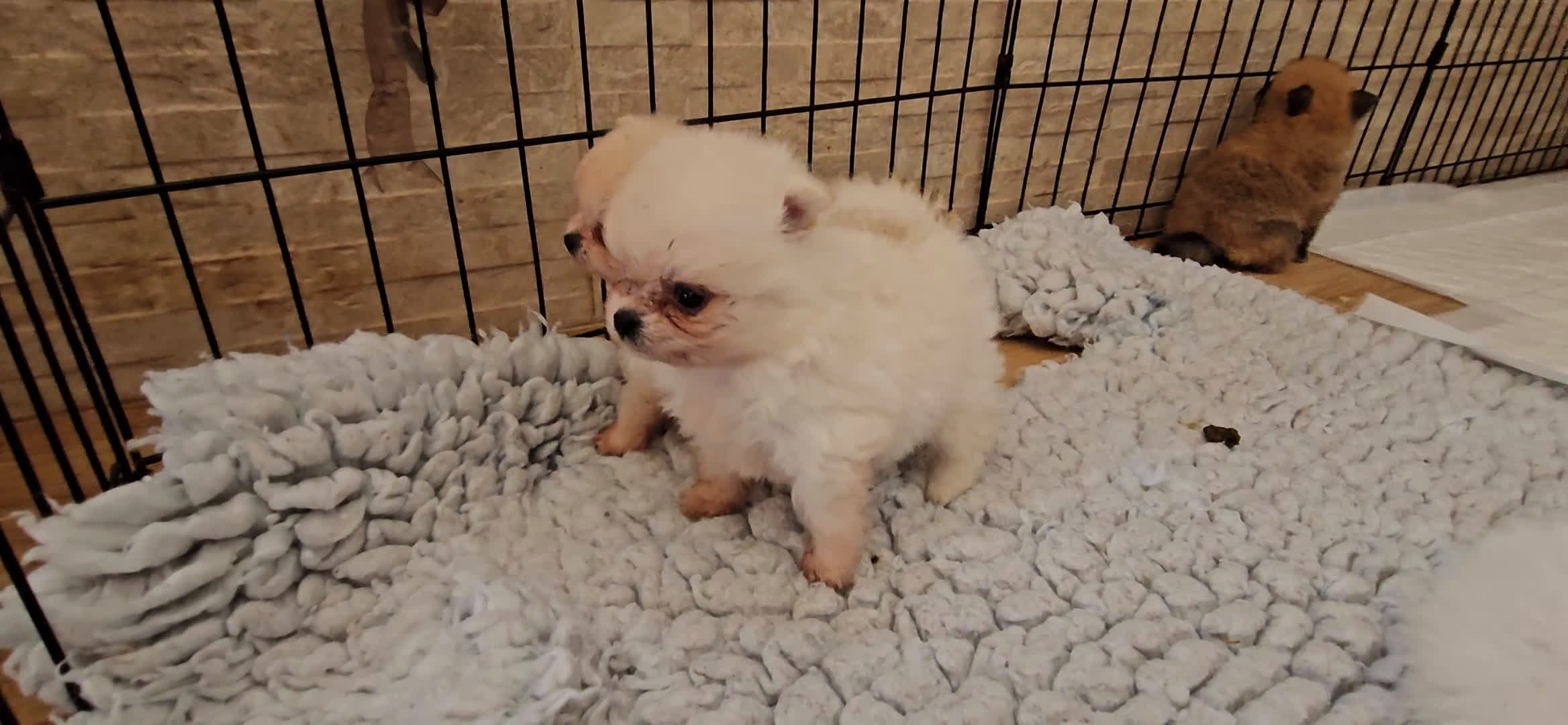 Pomerania perros en venta: Lulú de pomerania  en Cádiz - Video 1