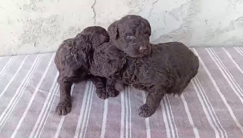 Perro de Agua Español perros en venta: Chocolates  - Video 1