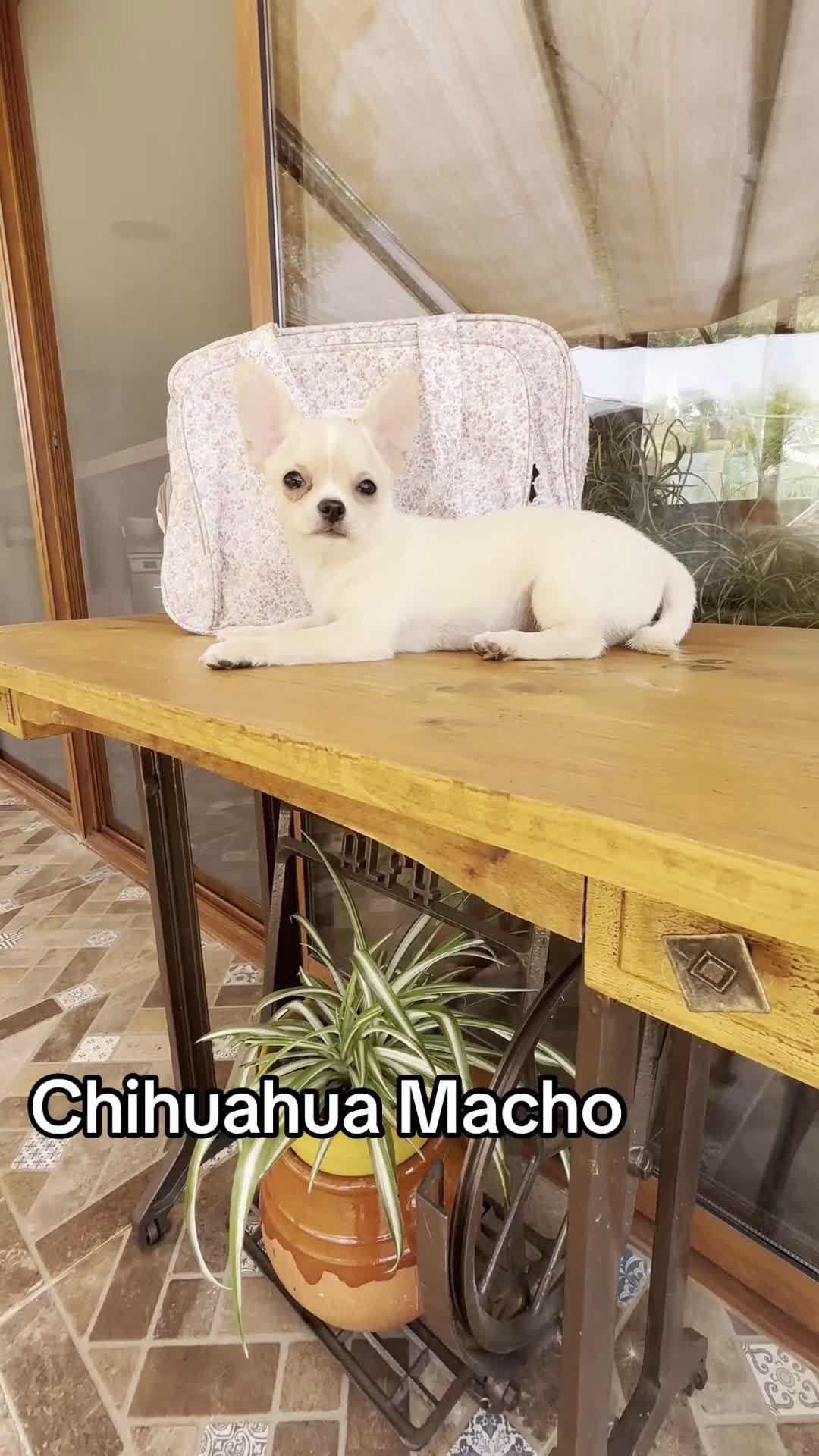 Chihuahua perros en venta: Chihuahua Macho listo para entregar - Video 1