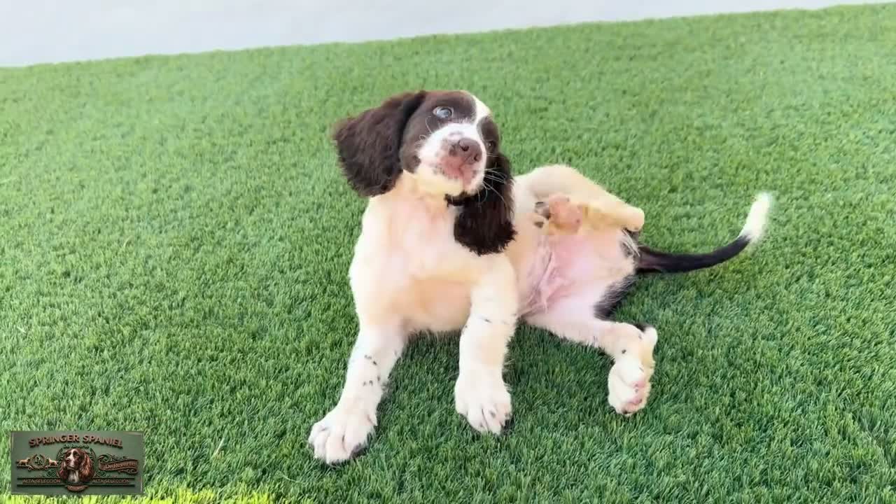English Springer Spaniel perros en venta: Leo de Reverte - Video 1