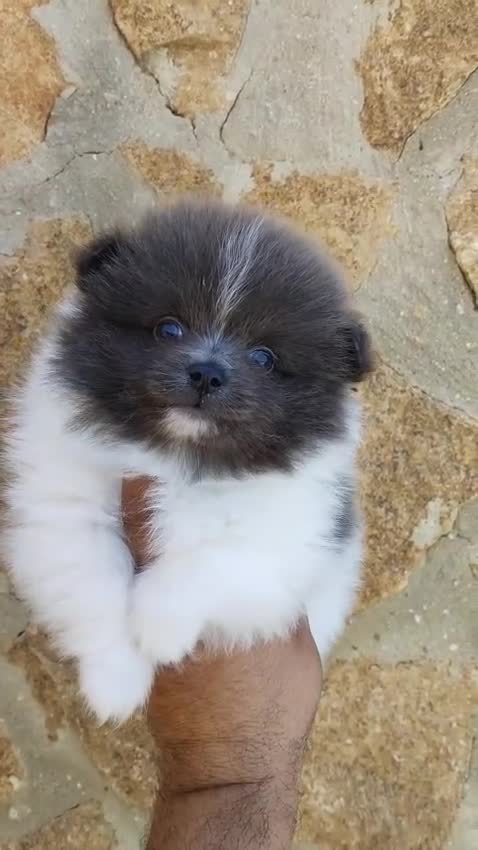 Pomerania perros en venta: Pomerania Toy  - Video 1