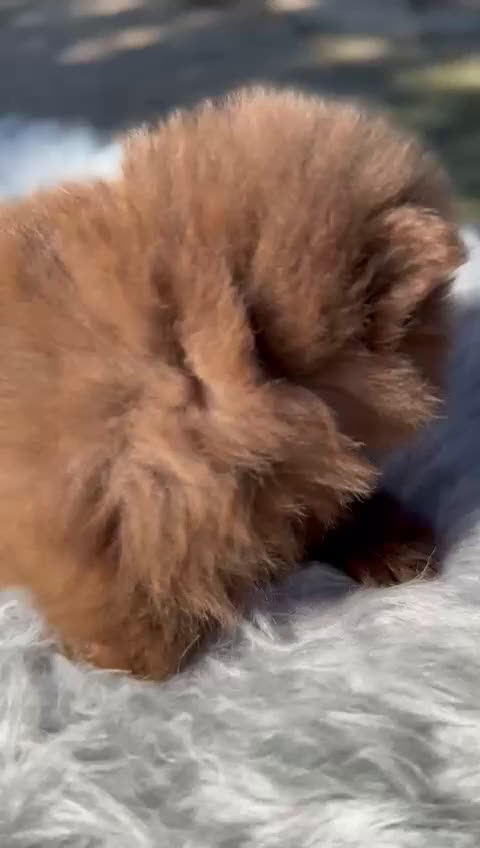 Pomerania perros en venta: Pomerania chocolate cara oso  - Video 1