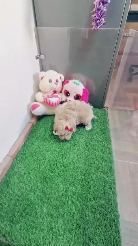 Maltipoo perros en venta: Espectaculares maltipoos, linea coreana y asiatica - Video 1