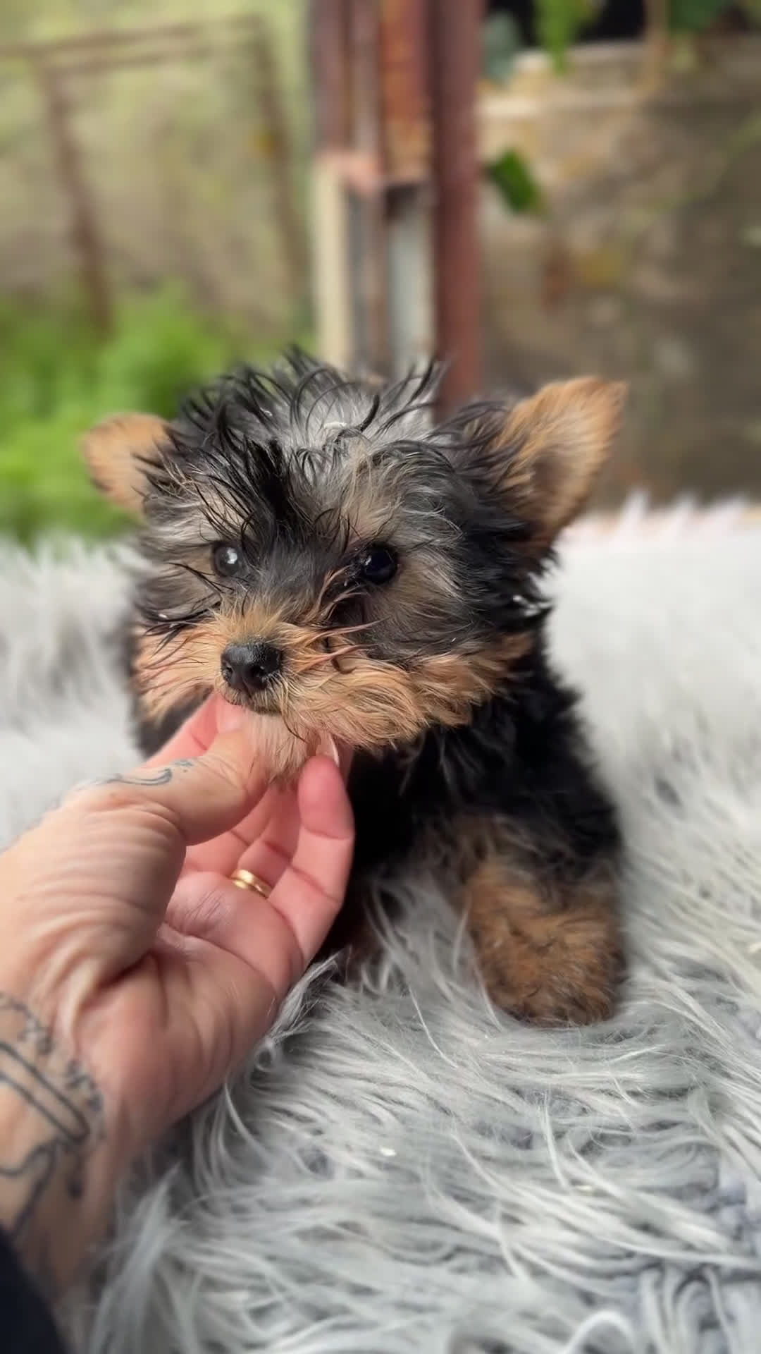 Yorkshire Terrier perros en venta: Yorki mini  - Video 1