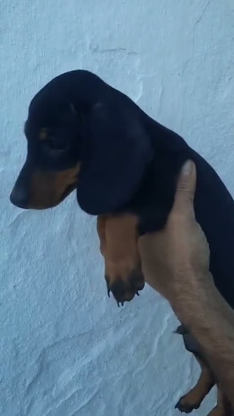 Teckel Miniatura perros en venta: Teckel miniaturas color chocolate y negros fuego  - Video 2