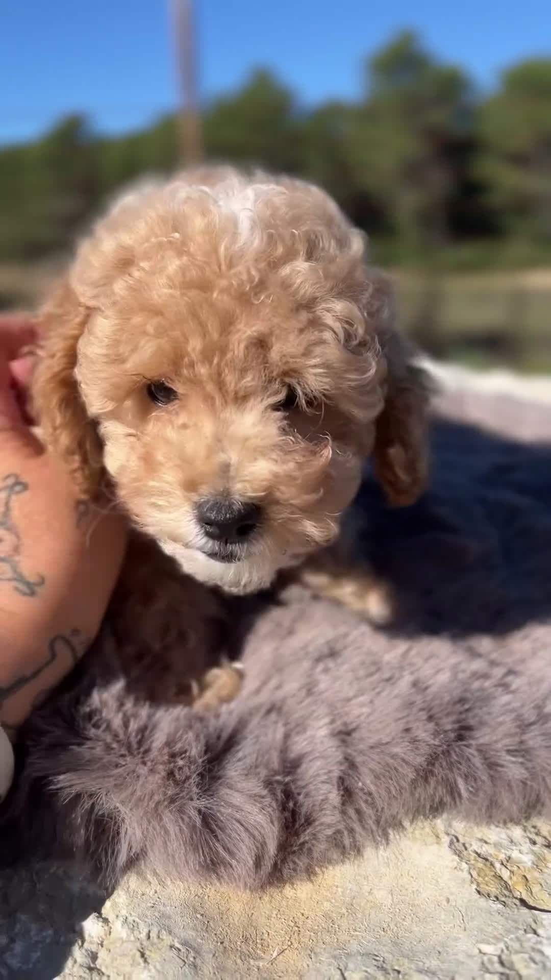 Maltipoo perros en venta: Maltipoo f2  - Video 1