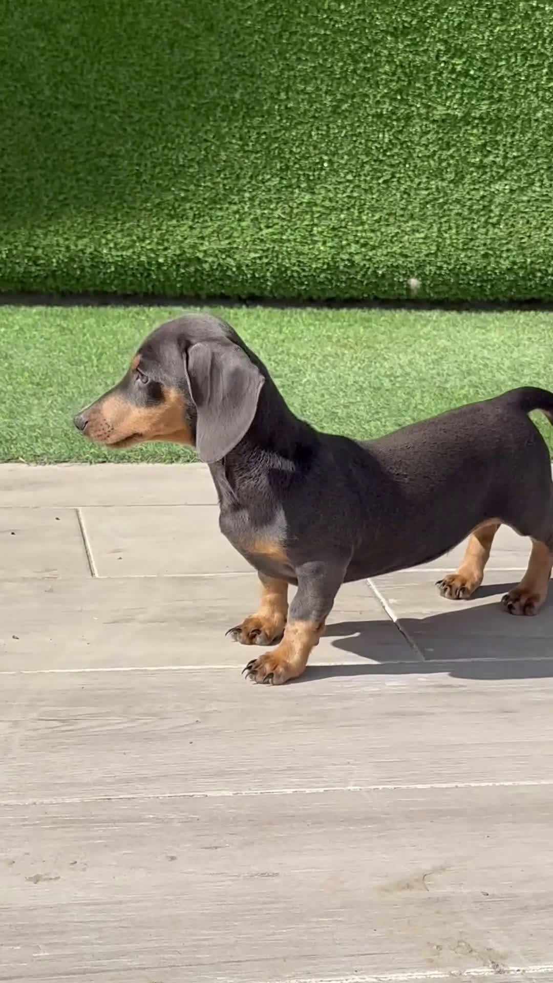 Teckel perros en venta: 🐾 Frisco, Tico y Monchi – Teckel miniatura 🌈 - Video 1