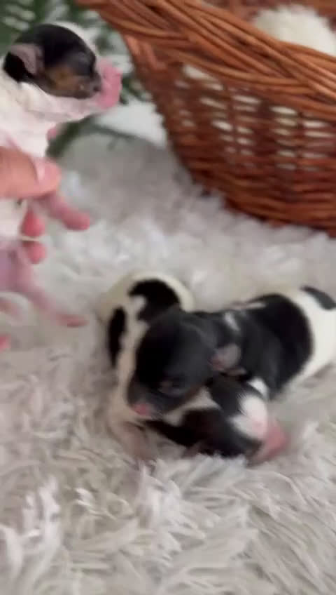 Yorkshire Terrier perros en venta: YORKSHIRE TERRIER BIEWER - Video 1