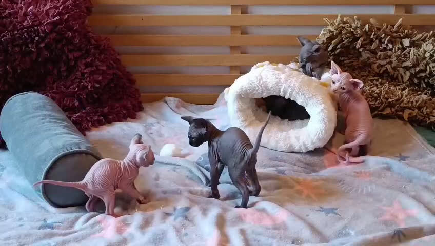 Sphynx gatos en venta: Sphynx en Sevilla  - Video 1