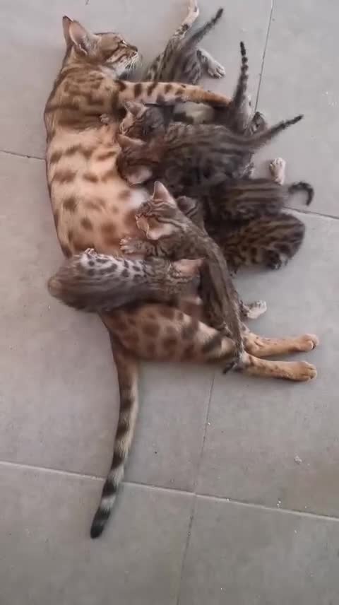 Bengalí gatos en venta: Gatos bengalí - Video 3