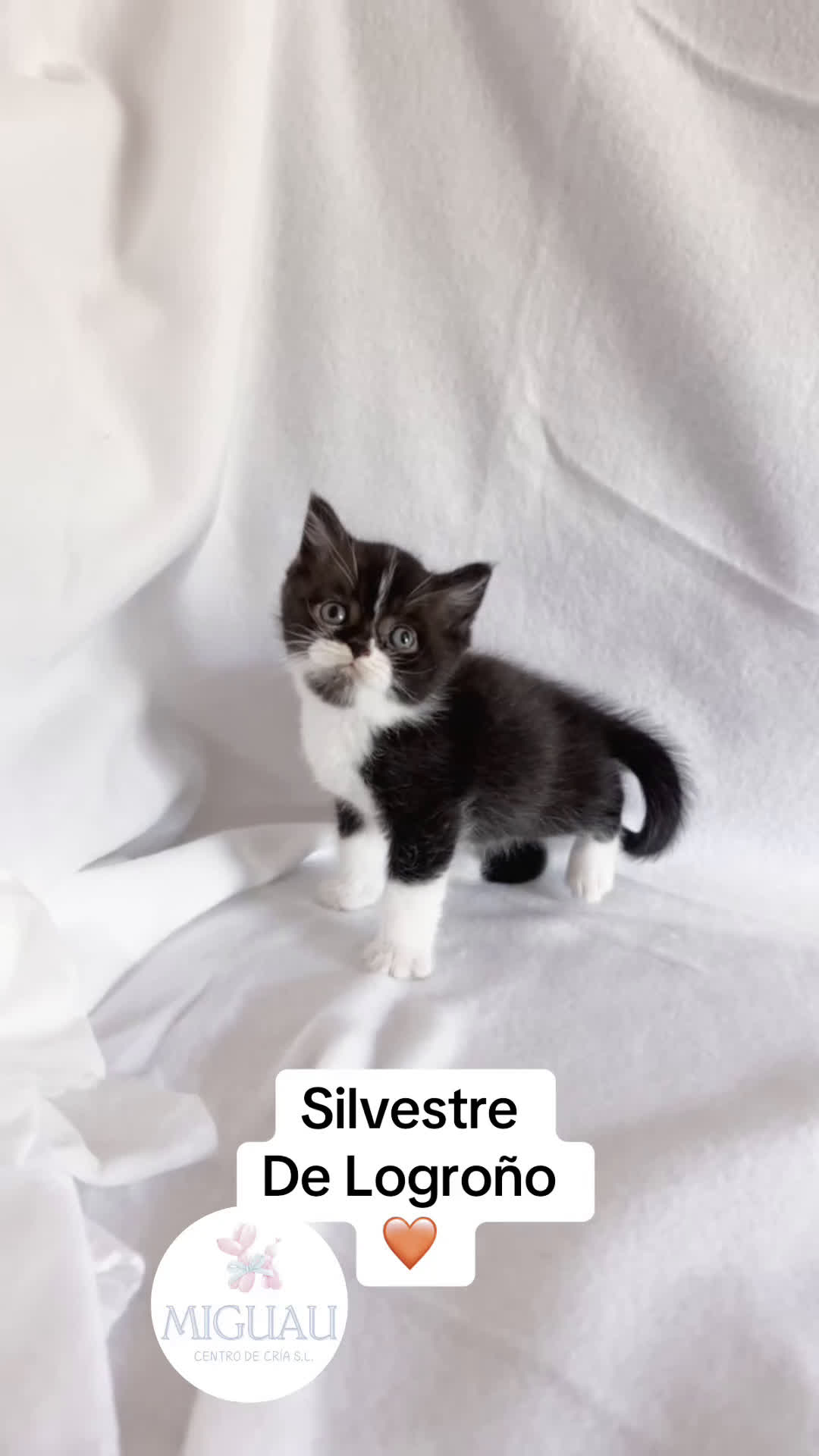 Británico de Pelo Corto gatos en venta: Monísimo gatito  - Video 1