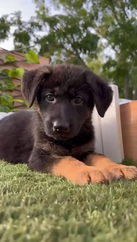 Pastor Alemán perros en venta: PASTOR ALEMAN HEMBRA - Video 3