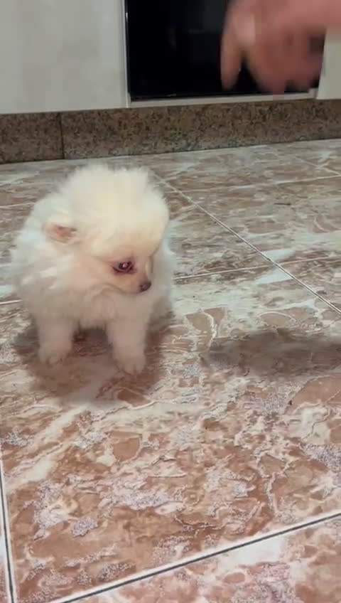 Pomerania perros en venta: Último pomerania toy en Madrid - Video 2