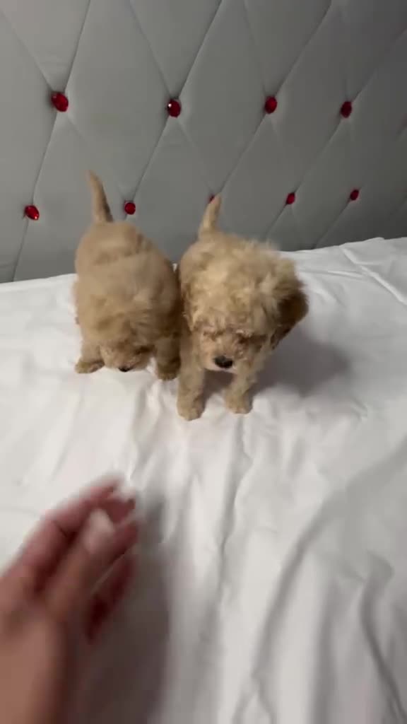 Caniche Toy perros en venta: Caniche toy  rojos y apricot - Video 5