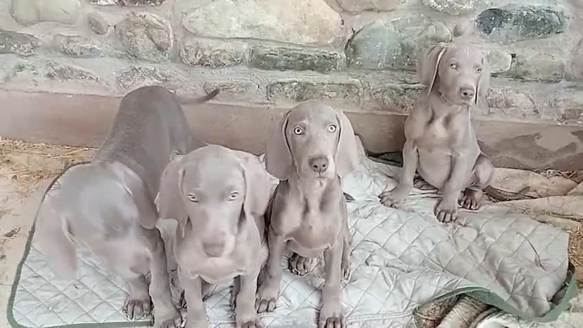 Braco de Auvernia perros en venta: Preciosas Hembras de Braco de Weimar - Video 1