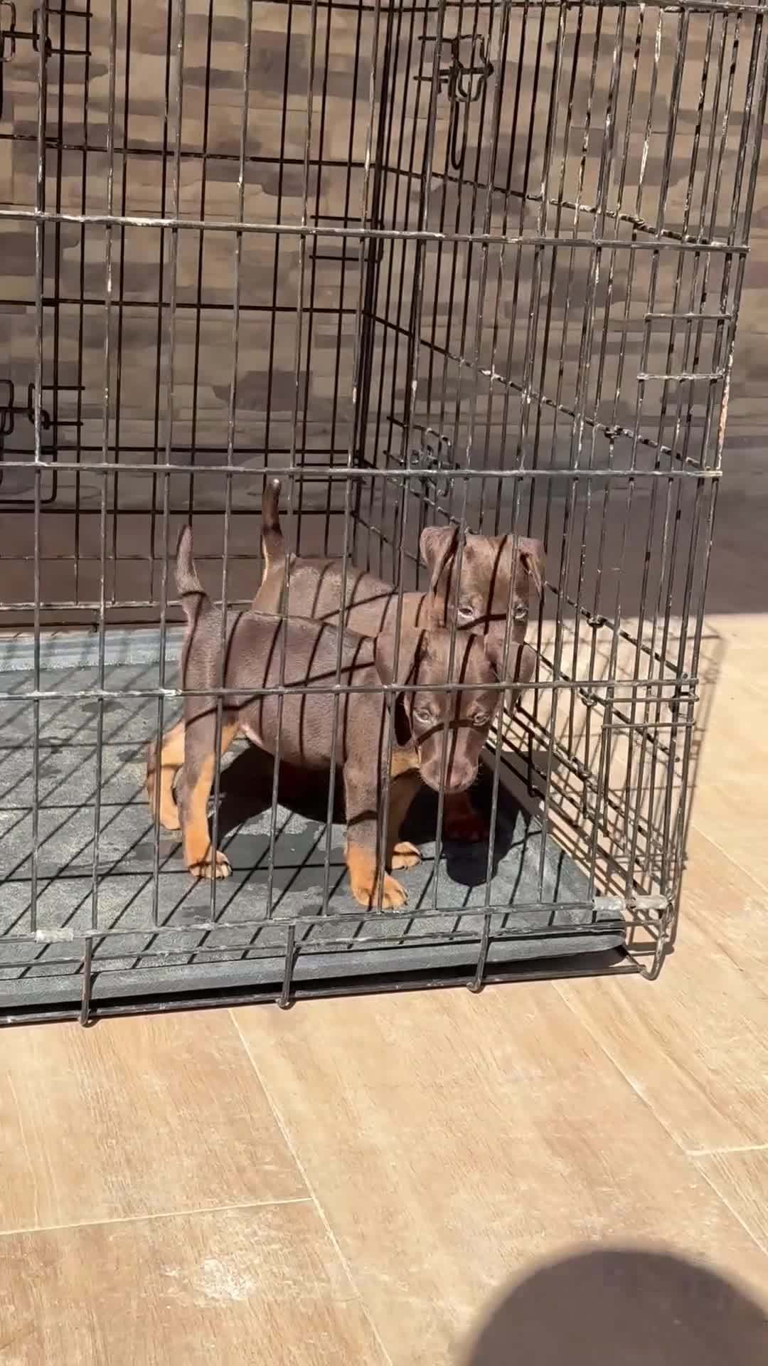 Terrier Alemán de Caza perros en venta: Cachorro chocolate Jagd terrier  - Video 1