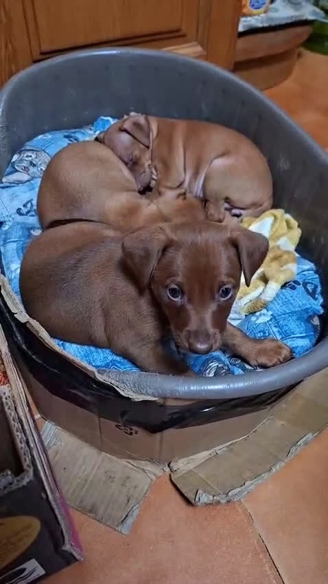 Pinscher Miniatura perros en venta: Mini pinche  - Video 1