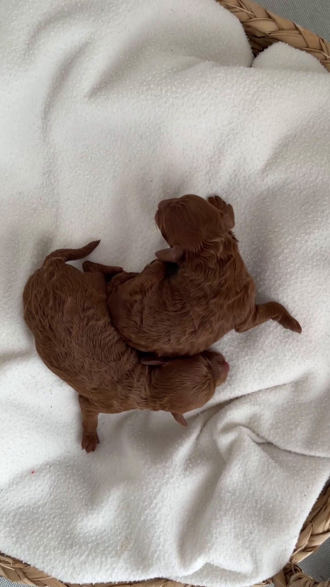 Caniche Toy perros en venta: Caniche toy rojos - Video 1