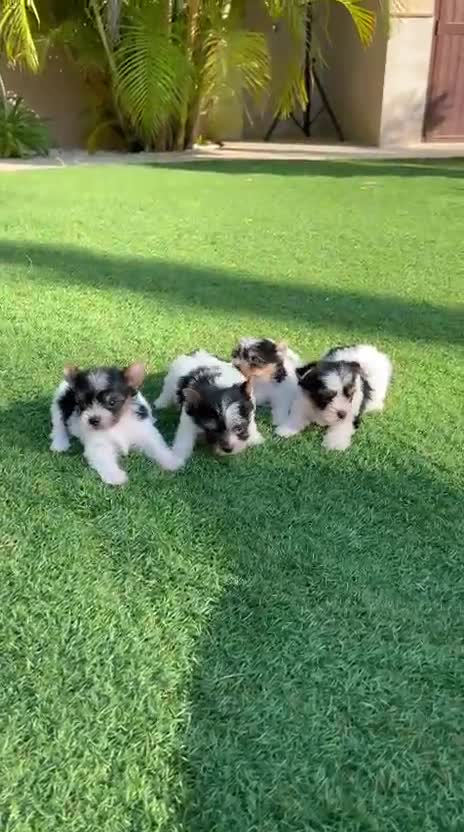 Biewer Yorkshire Terrier a la Pom Pon perros en venta: Yorkshire biewer Machos Toy  - Video 1