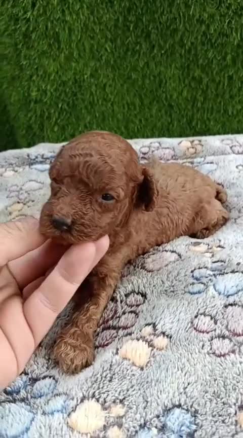 Caniche Toy perros en venta: Caniches toy rojos pimentón  - Video 2