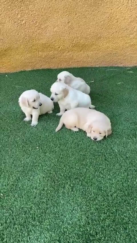 Golden Retriever perros en venta: GOLDEN RETRIEVER  - Video 2