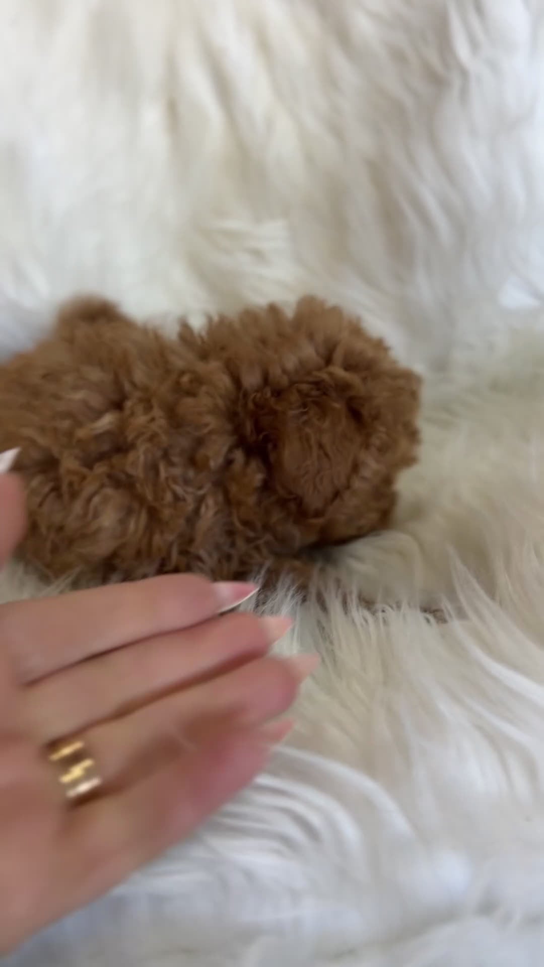 Caniche Toy perros en venta: Caniche  rojo Toy  - Video 1