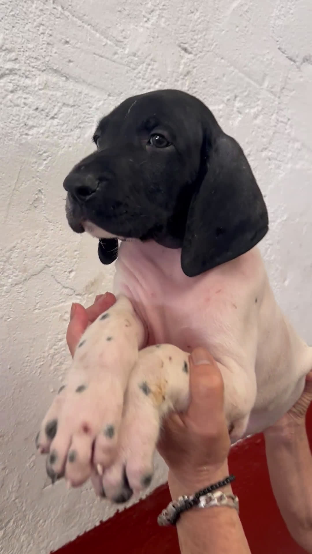 Braco Alemán de Pelo Corto perros en venta: Braco Alemán Macho - Video 1