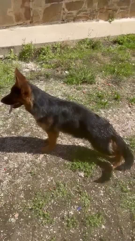 Pastor Alemán perros en venta: Cachorra pastor alemán  - Video 1