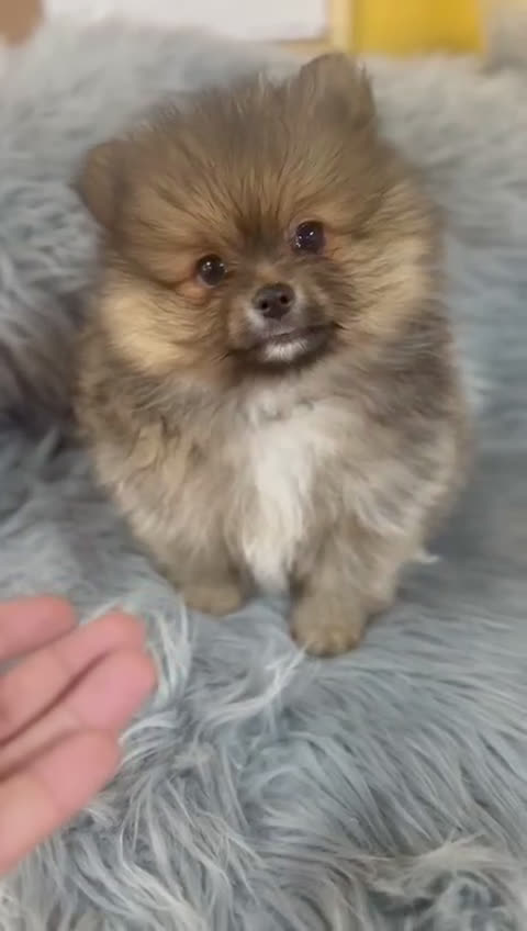 Pomerania perros en venta: Pomerania sable Toy  - Video 1