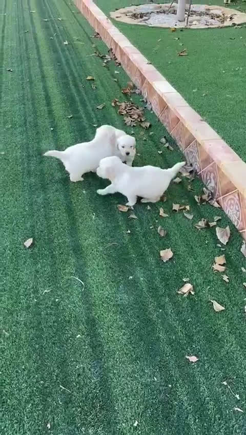 Golden Retriever perros en venta: GOLDEN RETRIEVER  - Video 3