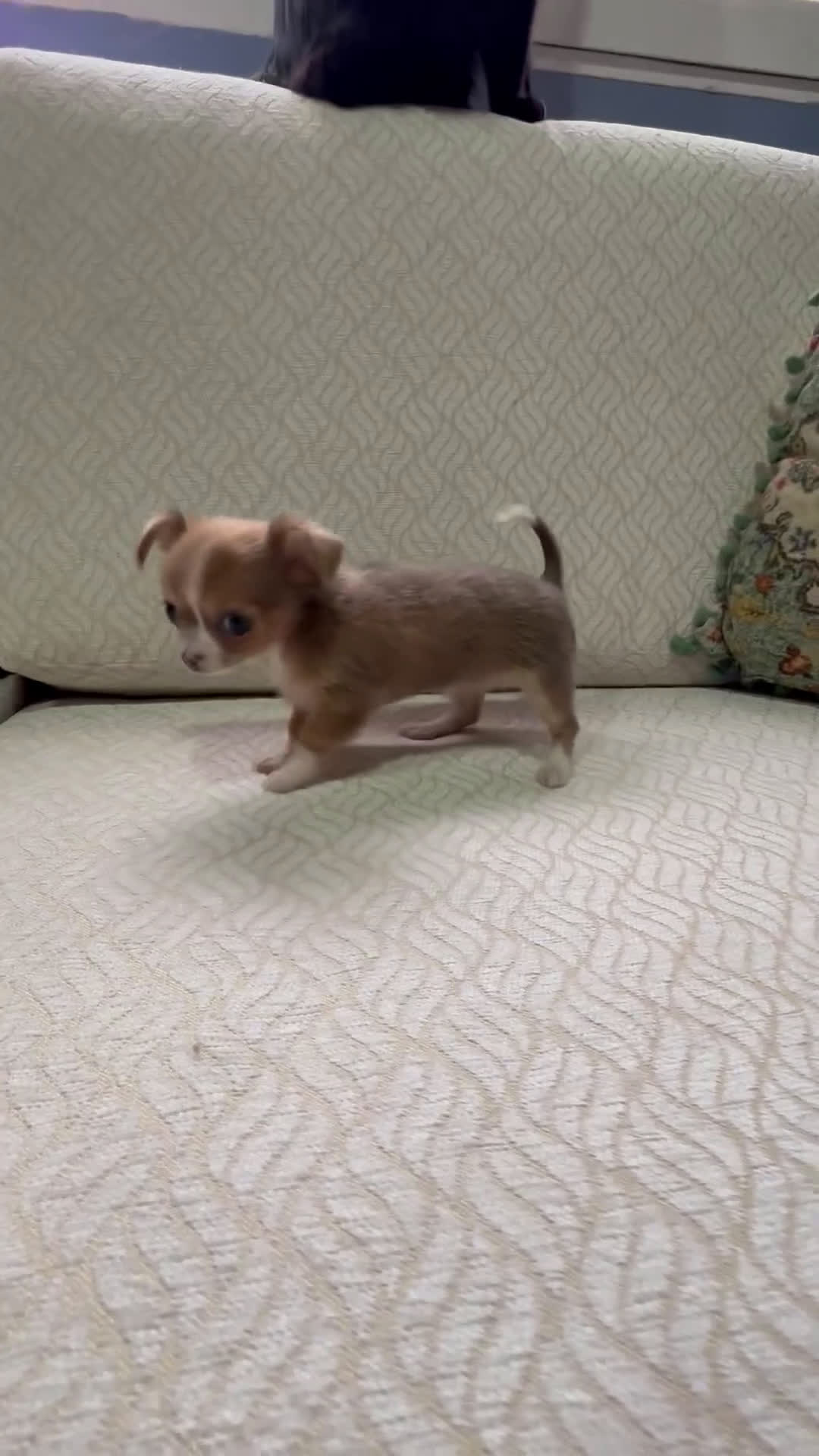 Chihuahua perros en venta: Chihuahua Toy hembra chocolate pelo largo  - Video 1