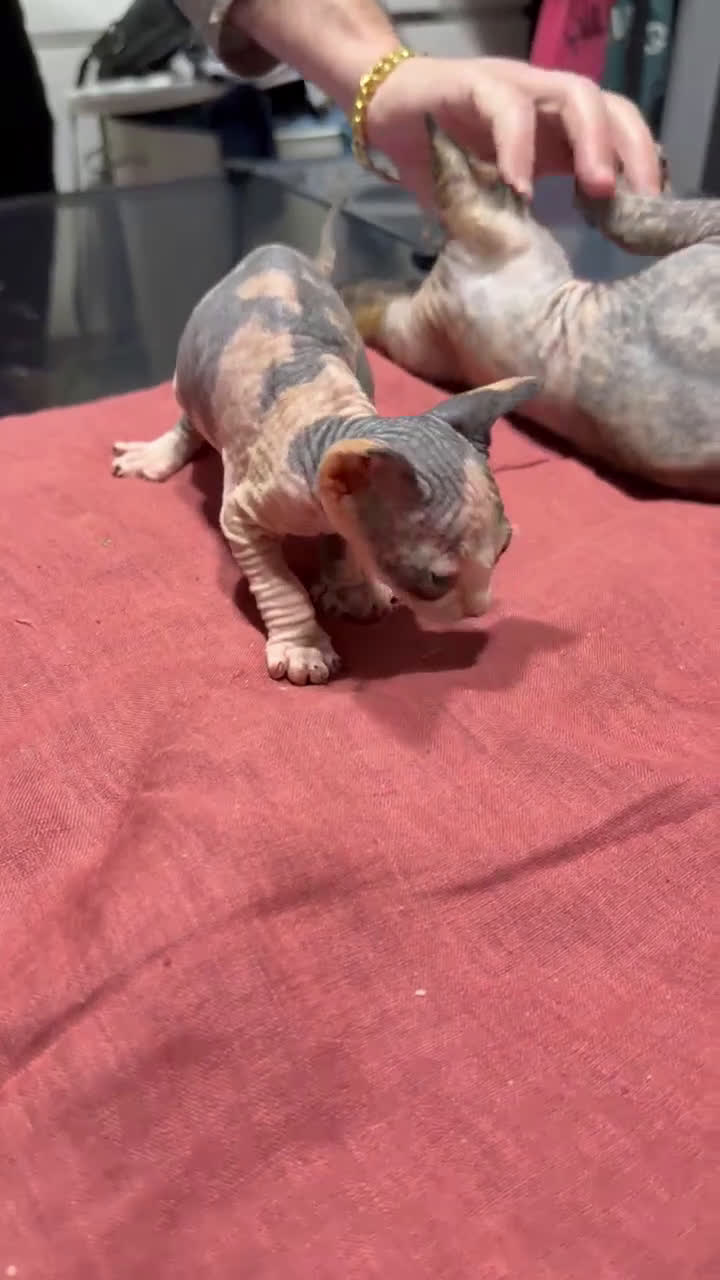 Sphynx gatos en venta: Camada Sphynx enero - Video 2