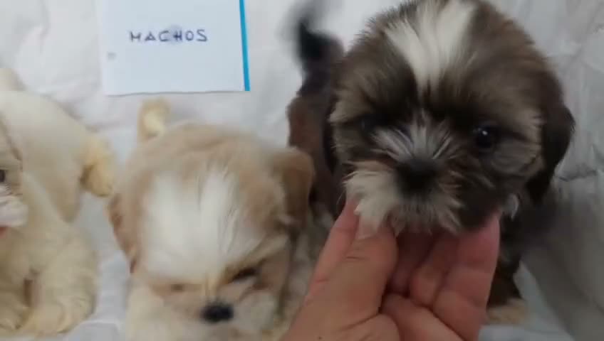Shih Tzu perros en venta: Shih tzu - Video 1