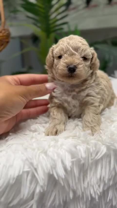 Maltipoo perros en venta: MALTIPOO HEMBRA - Video 1