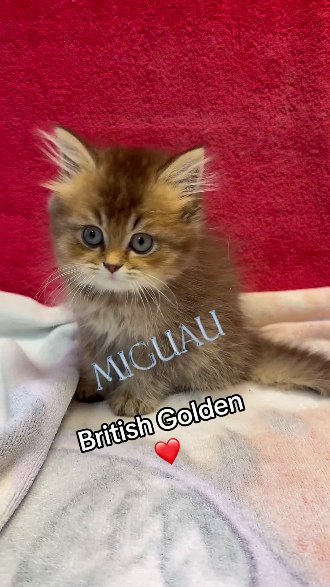 Británico de Pelo Largo gatos en venta: Monísimo British Golden de ojos verdes - Video 1