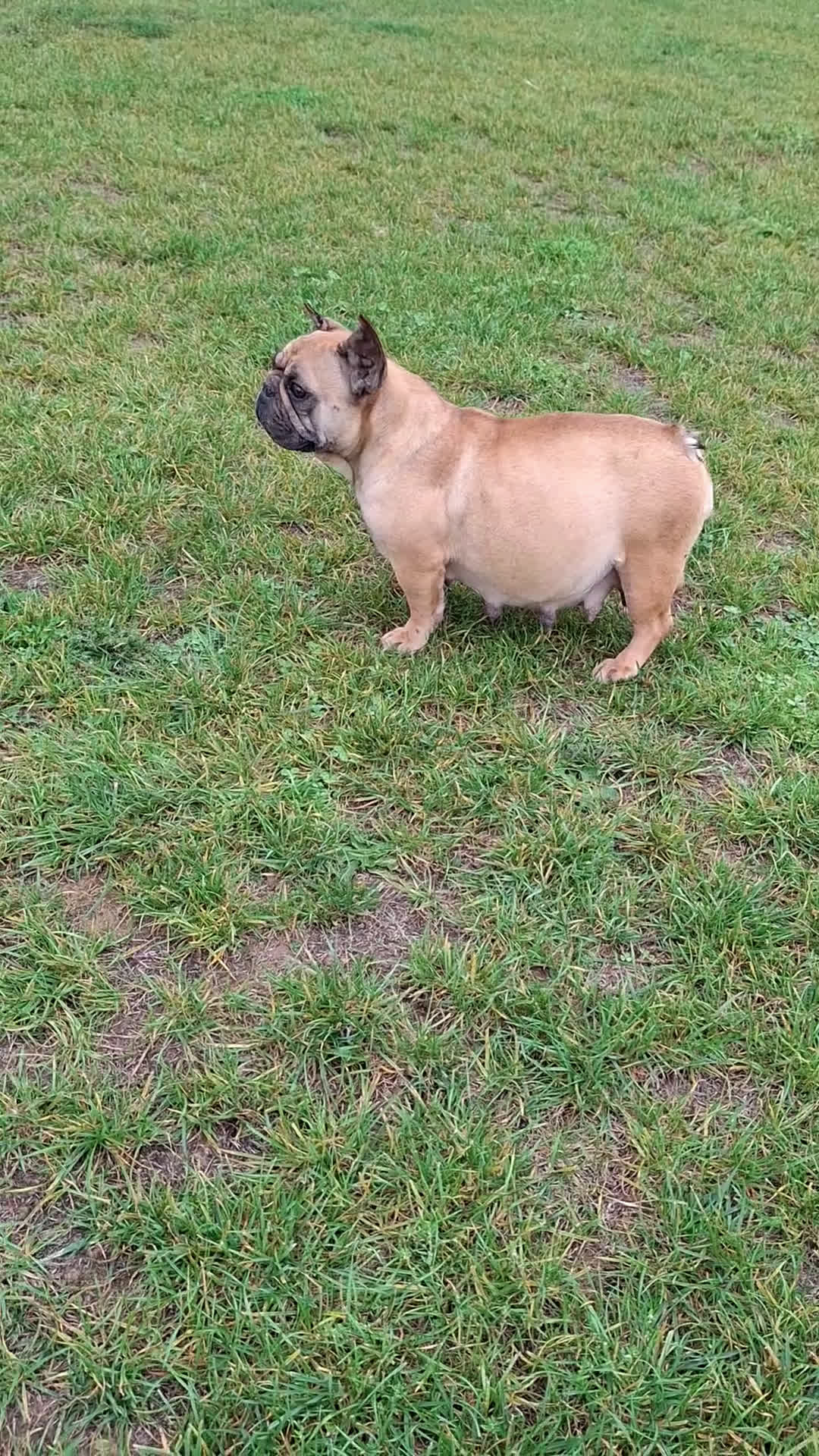 Bulldog Francés perros en venta: Bulldog frances fawn - Video 2